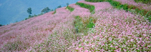 Tour Hà Giang - Hoàng Su Phì - Sín Mần - Thác Tiên 4 ngày 3 đêm giá rẻ (6)