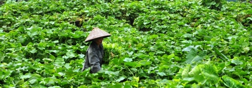 Du lịch Tây Thiên - Tam Đảo 2 ngày 1 đêm (9)
