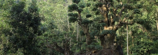 Du lịch Hoa Lư - Thung Nham 1 ngày (8)