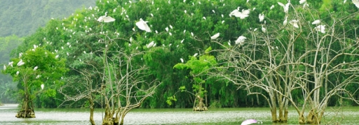 Du lịch Hoa Lư - Thung Nham 1 ngày (6)